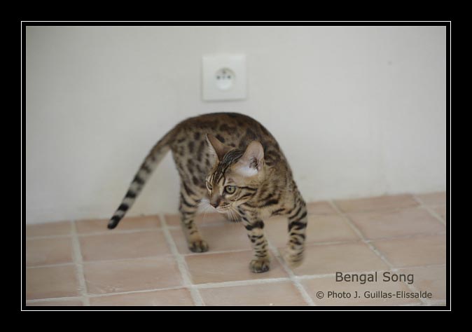 Evolution d'un chaton bengal à grandes rosettes fermées très contrastées, à l'âge de 5 mois. Bengal Song EXTREME JAGUAR